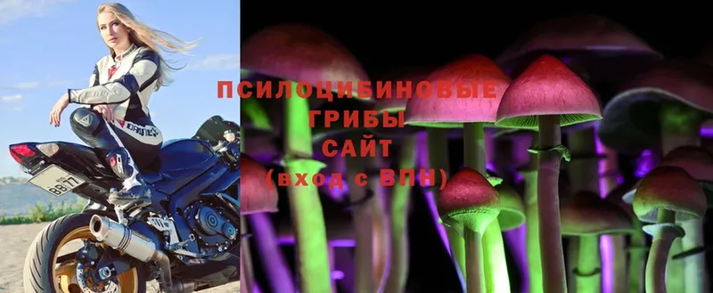 закладки  Кисловодск  Галлюциногенные грибы Cubensis 